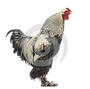 Side view of a Brahma Rooster crowing