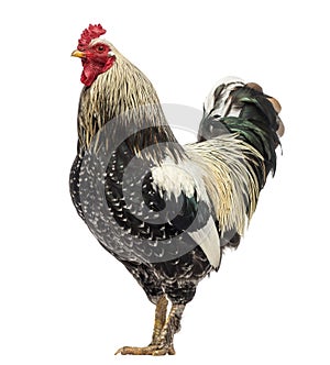 Side view of a Brahma rooster, isolated