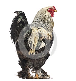 Side view of a Brahma Rooster, isolated