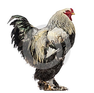 Side view of a Brahma Rooster photo