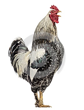 Side view of a Brahma rooster, isolated photo