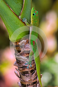 Side view of a bright green gold dust gecko on a tree in a garden.