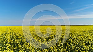 Side view of bright and lovely field with yellow flowers on blue cloudy sky background. Shot. Black fly soaring in front