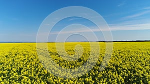 Side view of bright and lovely field with yellow flowers on blue cloudy sky background. Shot. Gentle rapeseed flowers