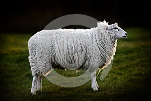 Side View of British Sheep