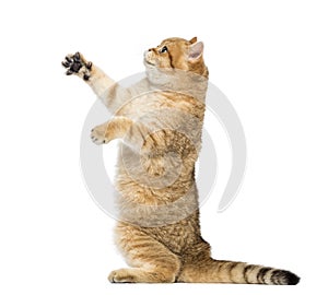 Side view of a British shorthair on hind legs, pawing up