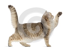 Side view of a British shorthair pawing up, isolated