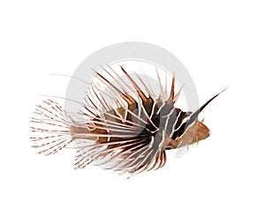 Side view of a Broadbarred firefish, Pterois antennata photo