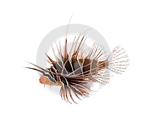 Side view of a Broadbarred firefish, Pterois antennata