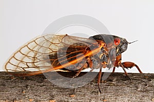 Side view of a Brood V Periodical Cicada photo