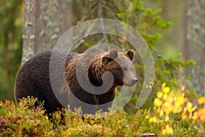 Side view of a brown bear in a forest in fall season