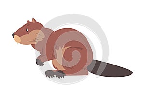 Side View of Brown Beaver, Wild Rodent Mammal Animal Cartoon Vector Illustration