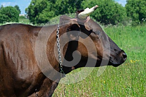 Side view of a brown cow with a chain on the neck on the pasture close up