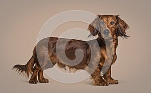 Side view of a brown dachshund dog looking at the camera, isolated