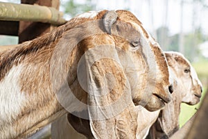 side view of a brown goat with wide ears, a sacrificial animal for Muslims photo