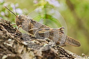 Side view of brown grasshopper insect, sitting on tree