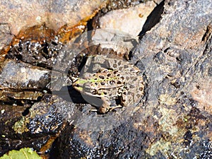 Brown and green frog jumping off rocks, la coruÃÂ±a, spain, europe photo