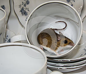 Side view of a brown house mouse with a curly tail in a tea cup. The dishes in the background are blue and white.