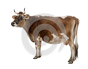 Side view of a brown Jersey cow (10 years old)