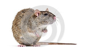 Side view of a brown rat facing at the camera On its hind legs