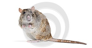 Side view of a brown rat looking at the camera On its hind legs