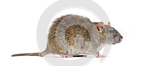 Side view of a brown rat, Rattus norvegicus, isolated