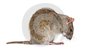 Side view of a Brown rat, Ratus norvegicus, washing itself