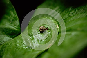 Side view of Brown snail walking on fresh green leaves with drop dew after rain. Garden snail on Cardwell lily or Northern