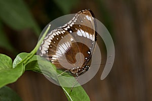 Side view on a brown sparkled falter sitting on a plant with closed wings in a greenhouse in emsbÃÂ¼ren emsland germany