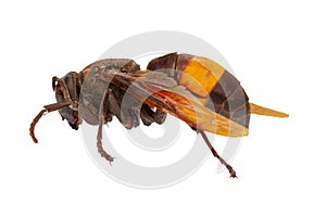 Side view of a brown and yellow house wasp, also known as yellowjacket, hornet