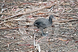 This is a side view of a  budgiecoot chick