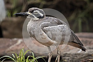 This is a close up of a bush stone curlew
