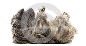 Side view of a Cairn Terrier lying on its back, submissive