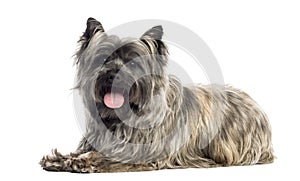 Side view of a Cairn Terrier panting, isolated