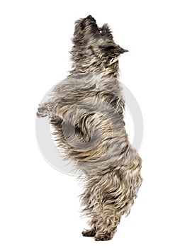 Side view of a Cairn Terrier upright, looking up, isolated