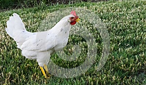 Side view of California White hen pullet