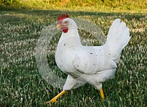 Side view of California White hen pullet