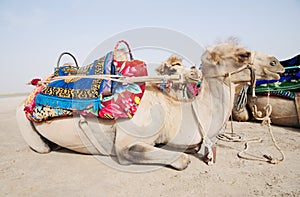 Side view of a camel