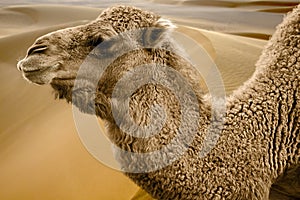 Side view of camel, Camelidae, in front of sand dunes in background