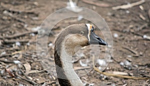 This is a side view of a Candian goose