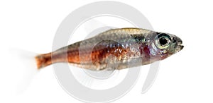 Side view of a cardinal tetra isolated on white