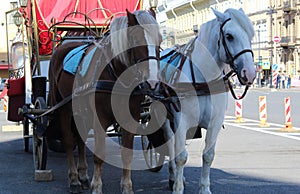 Side View of a Carriage Pulled by Horses for tourists