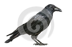 Side view of a Carrion Crow, Corvus corone, isolate