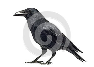 Side view of a Carrion Crow, Corvus corone, isolated