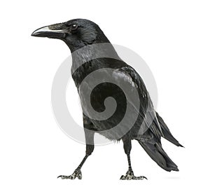 Side view of a Carrion Crow, Corvus corone, isolated