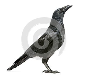 Side view of a Carrion Crow looking up, Corvus corone, isolated