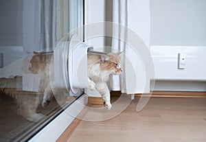 Side view of a cat entering room through cat flap in window