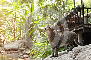 Side view of a Cat walking on stone near the river