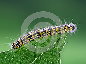 Side view of a caterpillar of large cabbage white butterfly, Pieris brassicae, on top of a green leaf