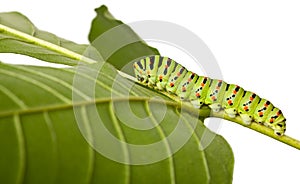 Side view of caterpillar on leaf